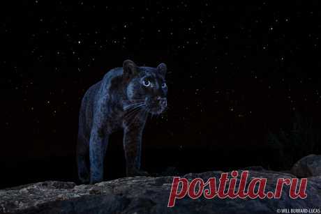 African Black Panther - Will Burrard-Lucas