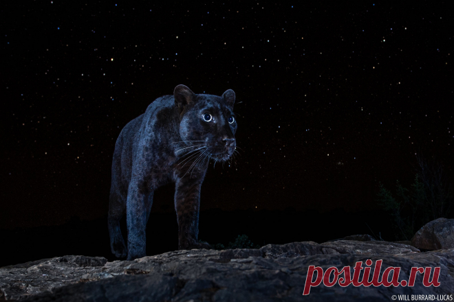 African Black Panther - Will Burrard-Lucas