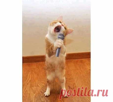 Я ЛЮБИЛА.... Я СТРАДАЛА... ТЫ дебил а Я не знала:-):-):-