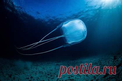 Российского ребенка госпитализировали после укуса медузы в Малайзии