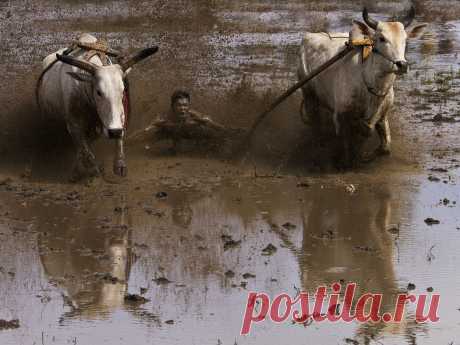 PACU JAWI / COW RACE by SIJANTO NATURE / 500px