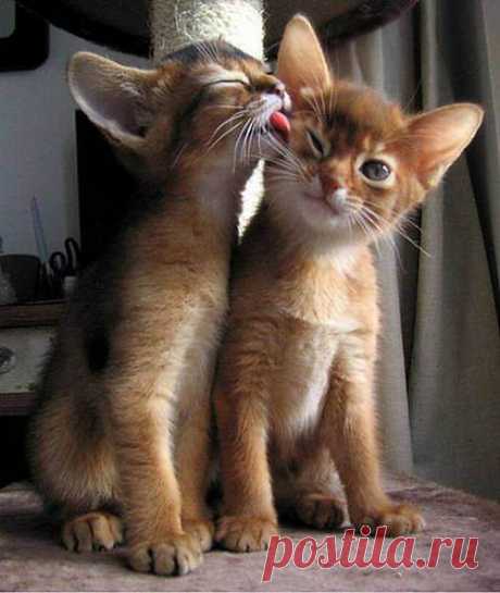 Animal Love : theBERRY