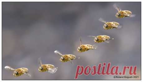 Flying in the bokeh - Hoverfly Montage of 7 shots