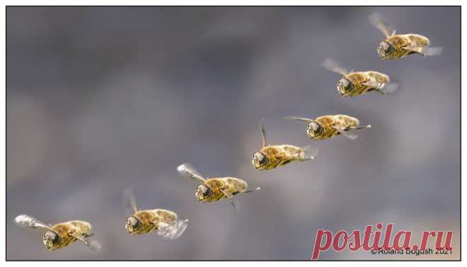 Flying in the bokeh - Hoverfly Montage of 7 shots