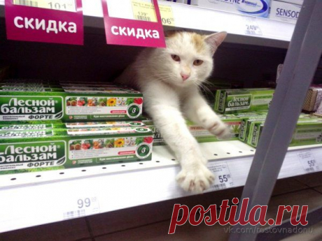 7 самых знаменитых котов-барыг