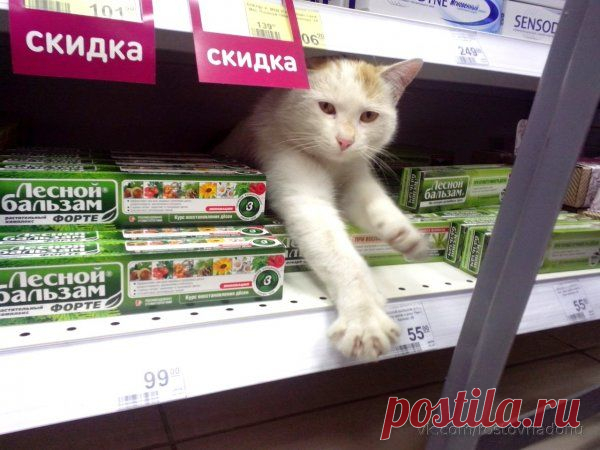 7 самых знаменитых котов-барыг
