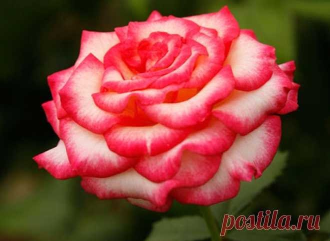 roza.jpg (670×490)