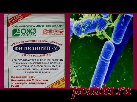Все о фитоспорине Все секреты фитоспорина