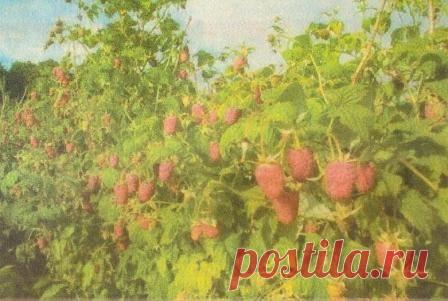Агротехника малины по Соболеву - Сады Сибири