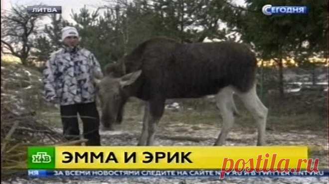 8.01.2017г ... Литва . Лосиха ЭММА и Фермер ЭРИК .