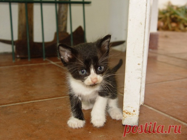 Как подобранный на улице кот спас свою хозяйку 
Недаром говорят, что у животных развито шестое чувство. Они способны улавливать то, что невозможно ощутить привычными органами осязания. Наглядный пример подобных экстрасенсорных способностей продемо…
