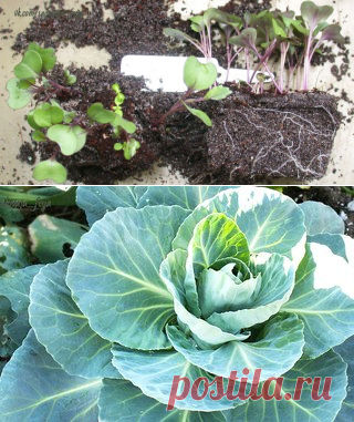 ВЫРАЩИВАНИЕ РАССАДЫ КАПУСТЫ