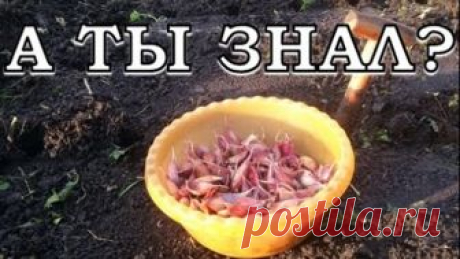 Хитрости посадки чеснока на зиму