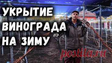 Укрытие винограда на зиму, самый простой и надёжный способ!. | Давид Алверцян | Дзен