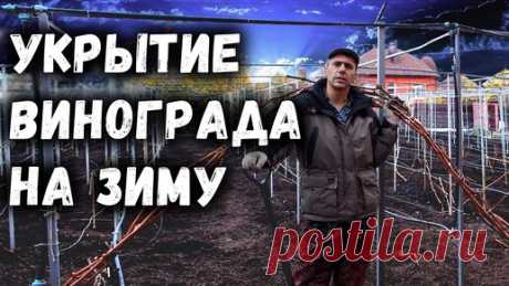 Укрытие винограда на зиму, самый простой и надёжный способ!. | Давид Алверцян | Дзен