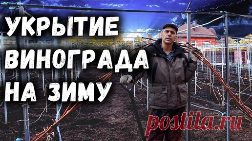 Укрытие винограда на зиму, самый простой и надёжный способ!. | Давид Алверцян | Дзен