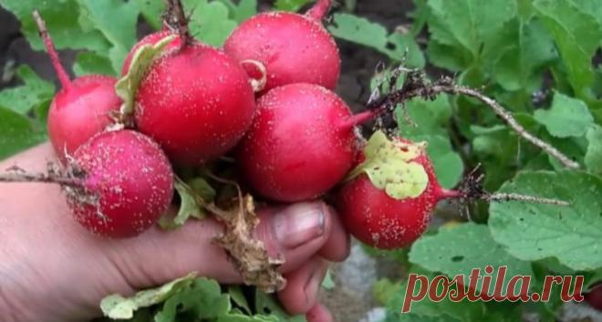 Как вырастить редис в картонных лотках от яиц / Домоседы