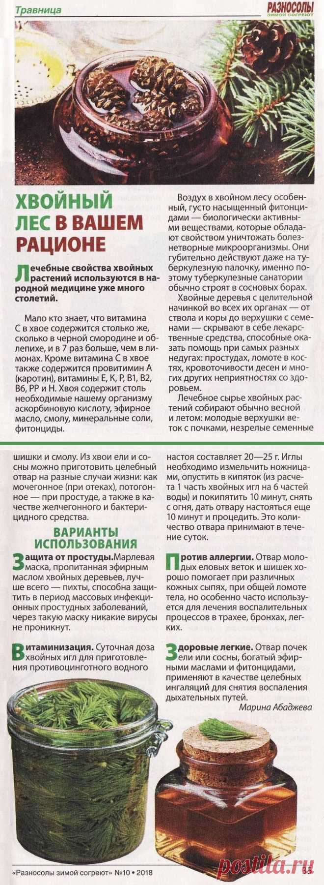 Лечебные свойства хвойных растений