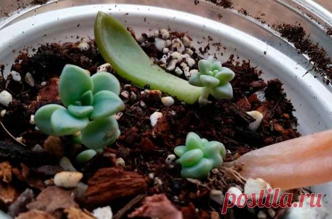 Граптопеталум