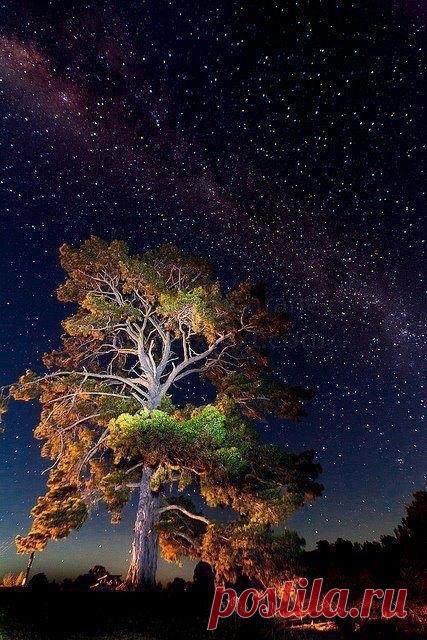 Flowersnature Night sky