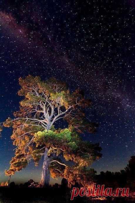 Flowersnature Night sky