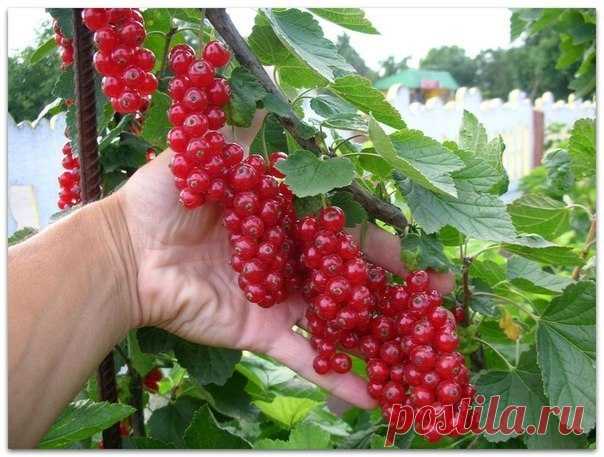 Красная смородина. Посадка. Уход.