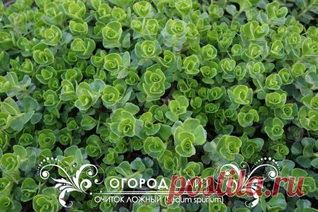 Очиток ложный, рассада | ОГОРОД.сайт
