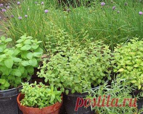 Как улучшить всхожесть пряных трав