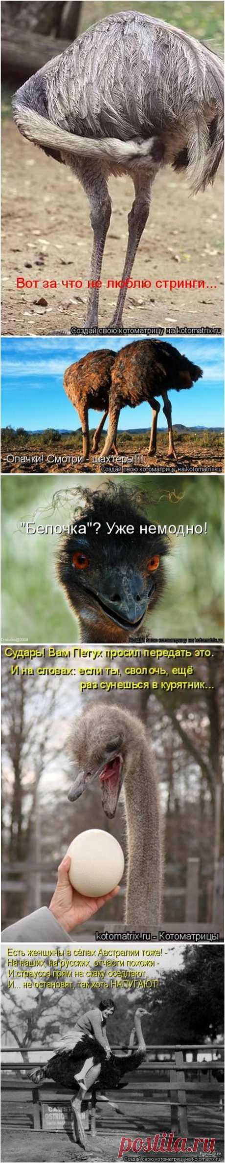Страусоматрица!