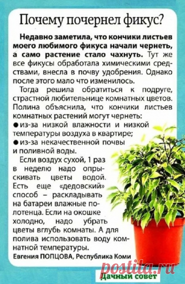 Почему почернел фикус