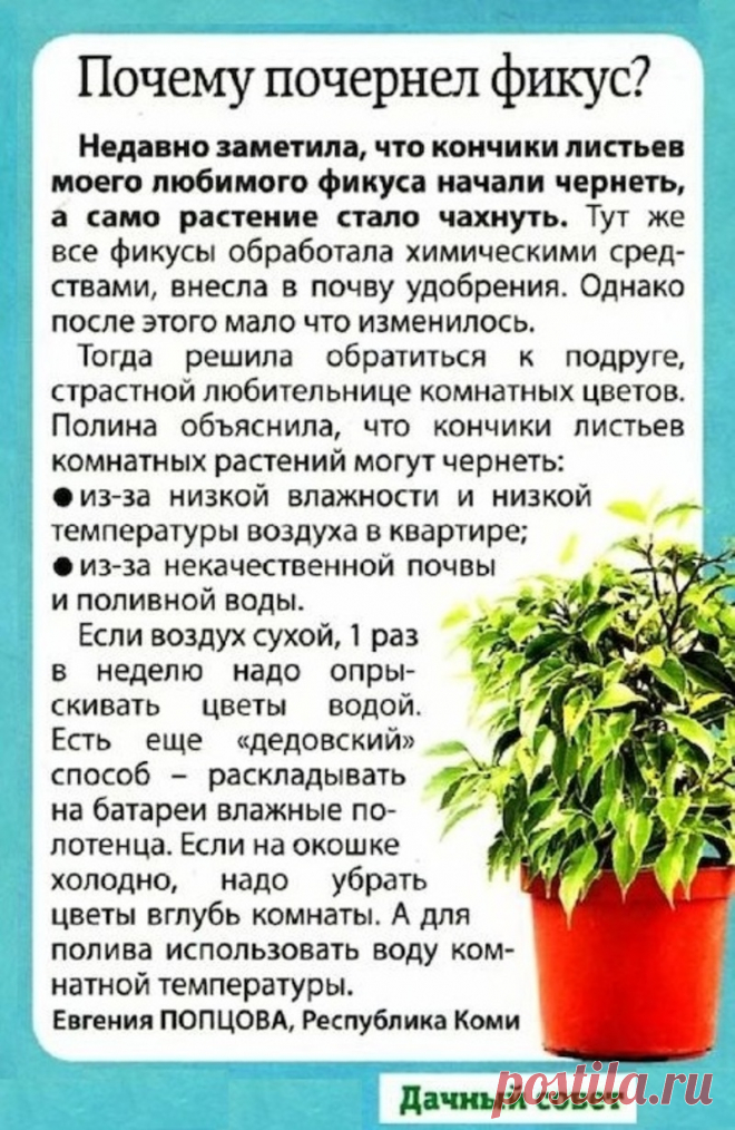 Почему почернел фикус