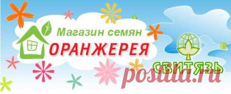 Интернет-магазин - Новости - - Озимый лук-севок и чеснок уже в продаже!