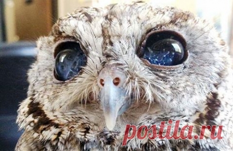 Facebook
Американские зоологи спасли сову со "звездными" глазами.
Глаза животного напоминали настоящее космическое небо со звездами:
https://lifenews.ru/news/145259