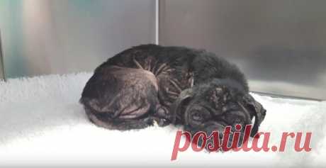 Из фургона выпал растерянный мопс… Его выбросили хозяева – “за непригодность”