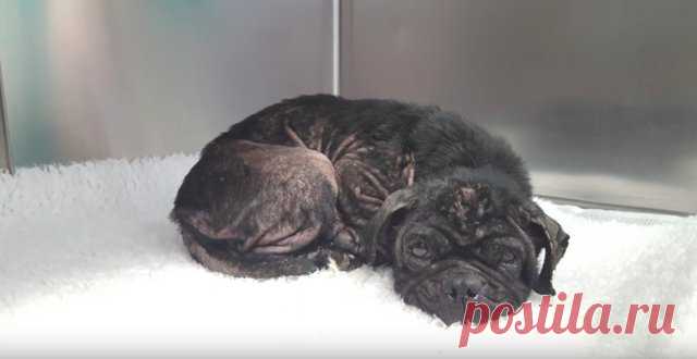 Из фургона выпал растерянный мопс… Его выбросили хозяева – “за непригодность”