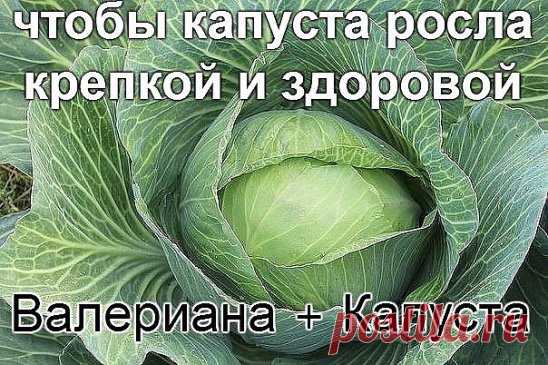 валериана + капуста