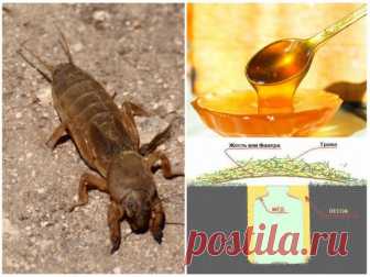 Как быстро и навсегда избавиться от медведки на участке