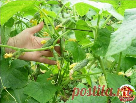 Заставила огурцы плодоносить по второму разу при помощи… рыбьих голов

Хочу поделиться своим опытом оживления старых огуречных лиан при помощи… рыбьих голов. Может, это звучит и поварварски, но подкормка из рыбьих голов дает отличный результат. Сейчас расскажу, как я это делаю.
Заставила огурцы плодоносить по второму разу при помощи… рыбьих голов

Если на огуречной лиане перестали появляться цветки и завязи, то это значит, что растение постарело, исчерпав все свои силы на ...