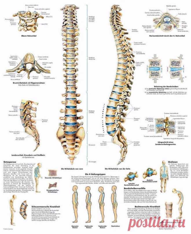 Несложный тест для определения состояния здоровья позвоночника Простой тест на возможные проблемы с позвоночником.