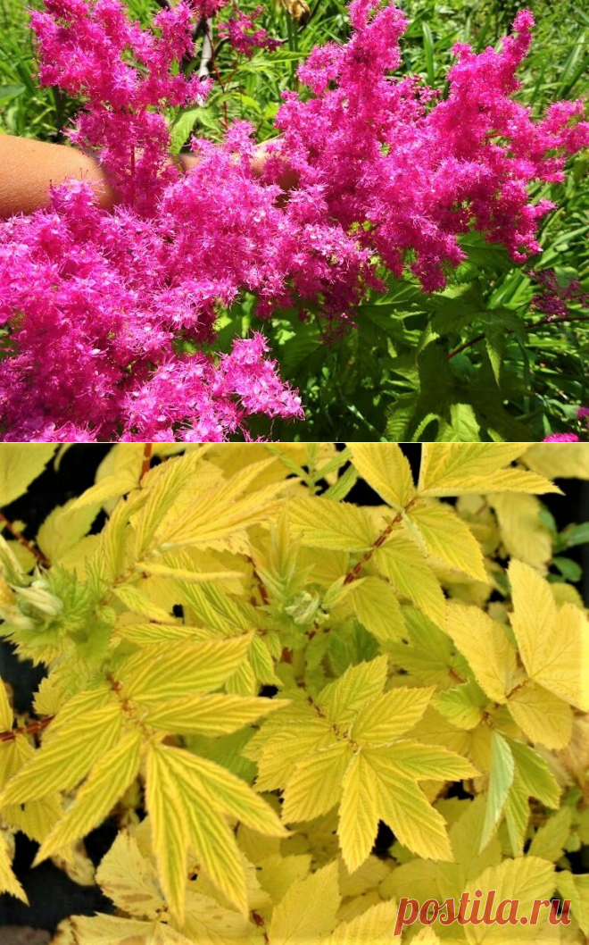 Яркое ароматное неприхотливое растение, декоративное весь сезон: морозостойкий многолетник