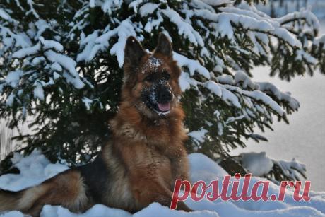 Зибен Винд Камея Изысканная