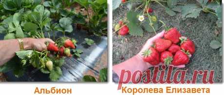 Ремонтантная клубника: сорта и ее специфические особенности