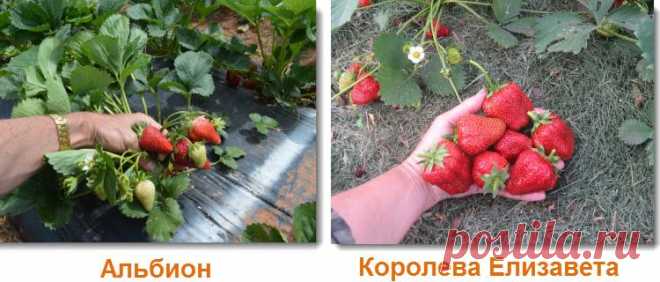 Ремонтантная клубника: сорта и ее специфические особенности