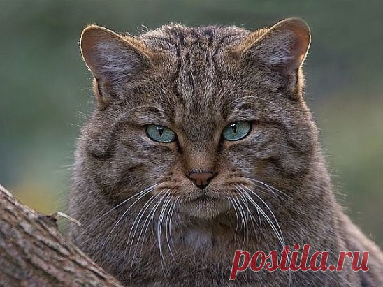 Дикий лесной кот