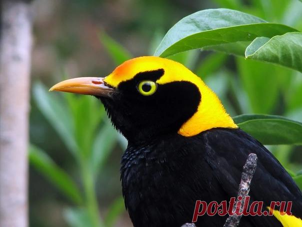 Австралийский золотой шалашник