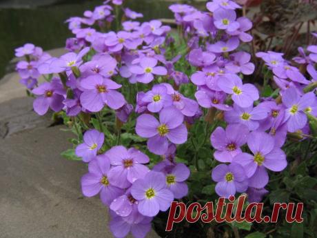10 лучших весеннецветущих почвопокровных растений для солнечных участков / почвопокровные растения / 7dach.ru