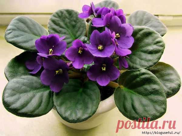 Некоторые тонкости пересадки фиалок