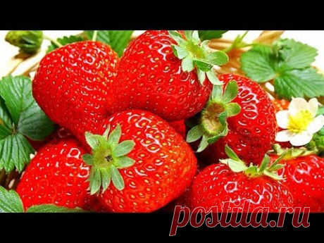 Клубника весной. Профилактика, лечение и подкормка для клубники - только одно средство.
