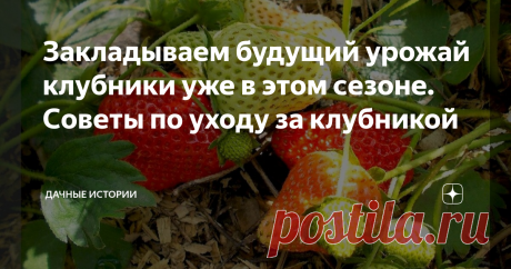 Закладываем будущий урожай клубники уже в этом сезоне. Советы по уходу за клубникой Добрый день, дорогие друзья, садоводы и огородники! Приветствую вас в нашем сообществе "Дачные истории". Земляника садовая, или клубника — любимая ягода многих садоводов-огородников. Даже с небольшой площади можно собрать хороший урожай крупных ароматных ягод, если правильно ухаживать за своей плантацией. Если весной вы все сделали правильно, то в начале июня кусты клубники обильно цветут, ...