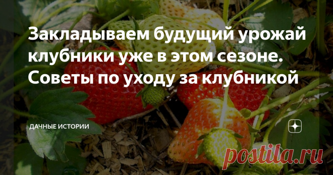 Закладываем будущий урожай клубники уже в этом сезоне. Советы по уходу за клубникой Добрый день, дорогие друзья, садоводы и огородники! Приветствую вас в нашем сообществе 